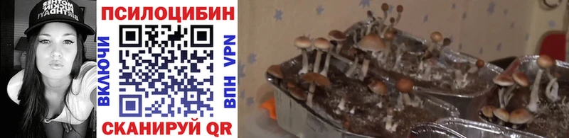 это наркотические препараты  наркота  ОМГ ОМГ онион  Рошаль  Псилоцибиновые грибы Psilocybine cubensis 